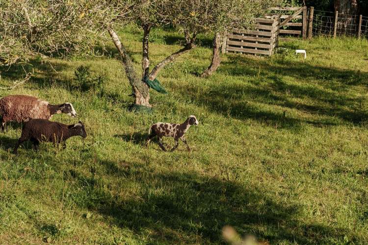 119 Shelley Road Whataupoko_25