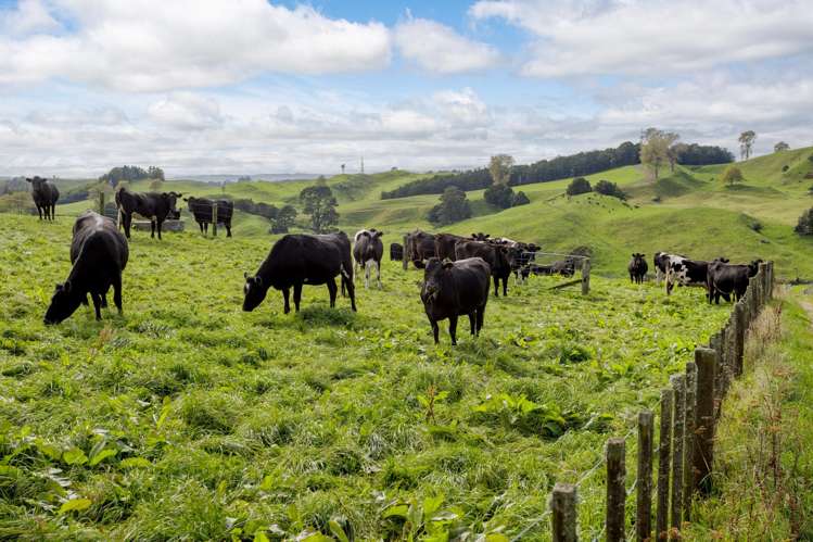 1239 Waotu Road Putaruru_19