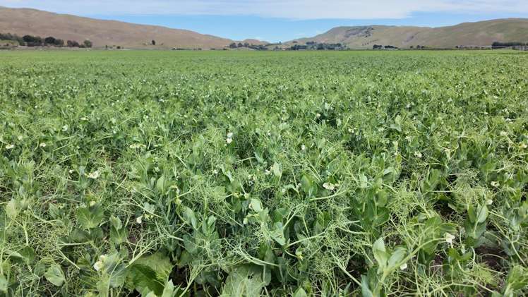 85 West Road Havelock North_12