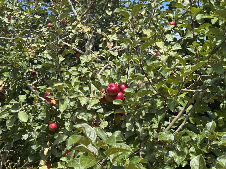 287 Taurangaruru Road Waiuku_33