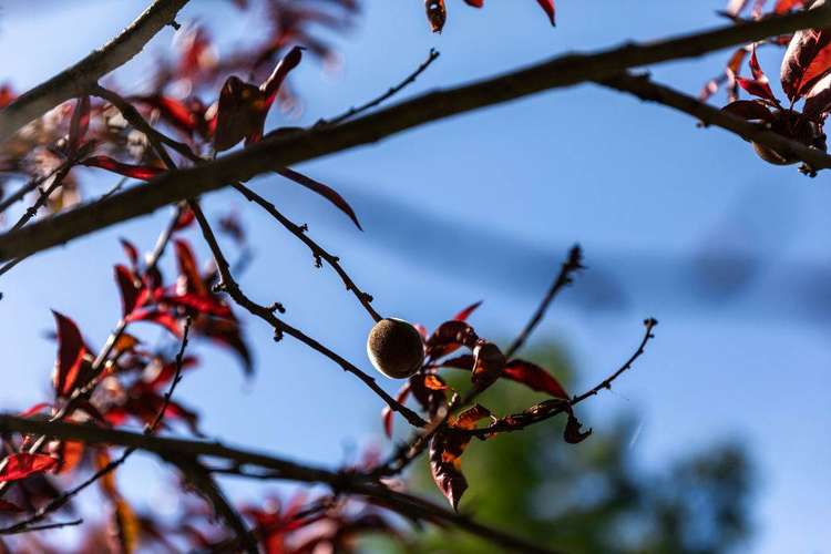 121 Bulltown Road Waihi_54