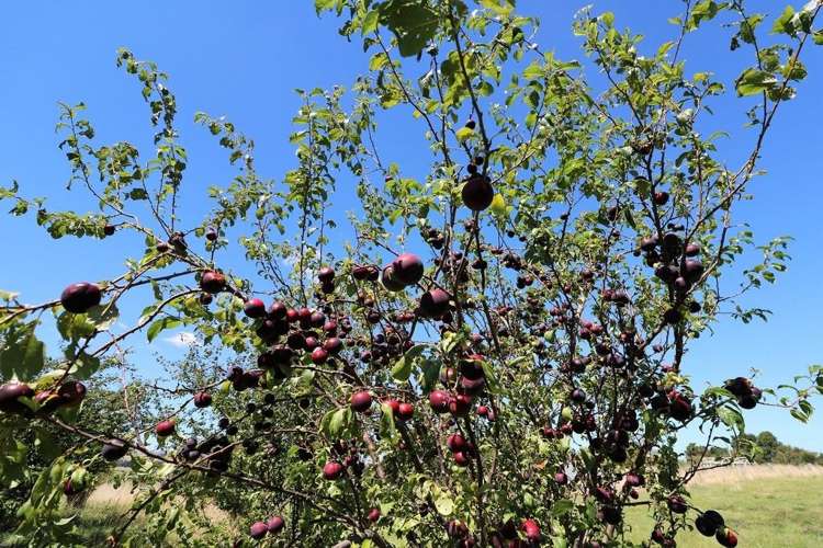 169 Moreton Road Carterton_15