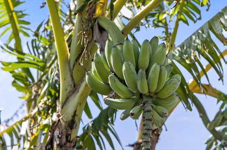 108 Moir Point Road Mangawhai Heads_23