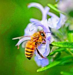 Pesticides   a threat to bee  survival - and crops