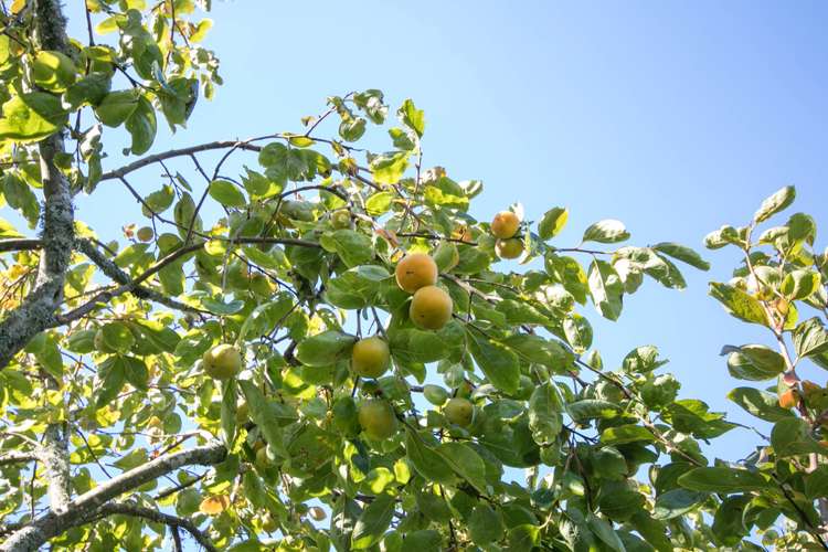 9 Pioneer Crescent Arapuni_24