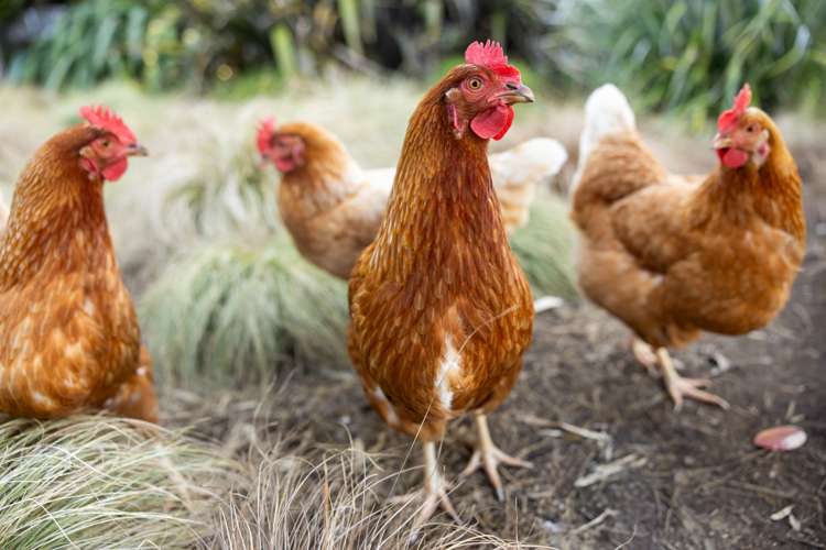 956 Upper Ohauiti Road Ohauiti_6