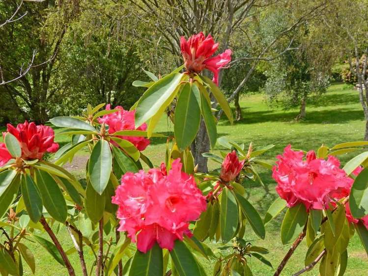 167 Katherine Mansfield Drive Whitemans Valley_33