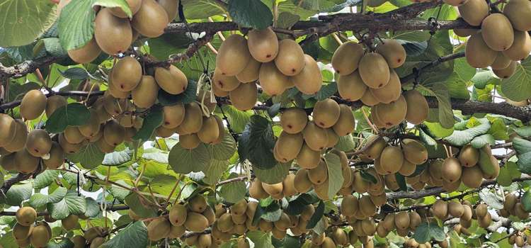 136 Kelly Road Te Puke_2