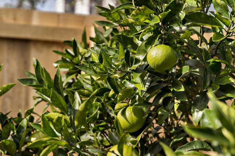 61b Margate Road Blockhouse Bay_18