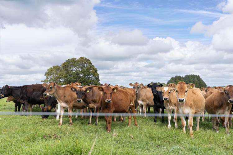 503 Puhipuhi Road Whakapara_36