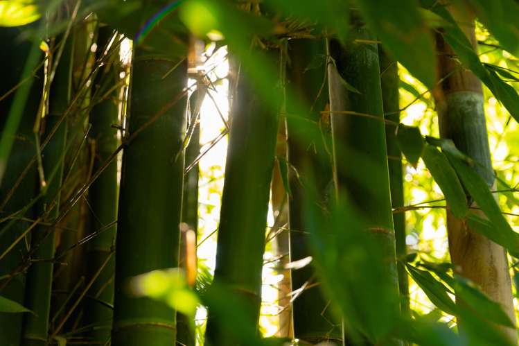 472 No 3 Road Te Puke_17