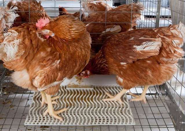 Address withheld Christchurch Surrounds_4