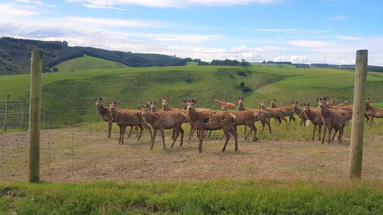 161 Roulston Road Balclutha_6