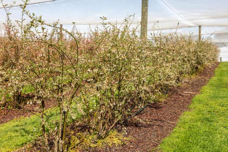 5932 State Highway 27 Ngarua_5