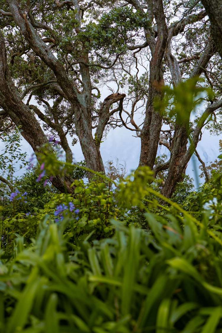 37 Pohutukawa Drive Athenree_35