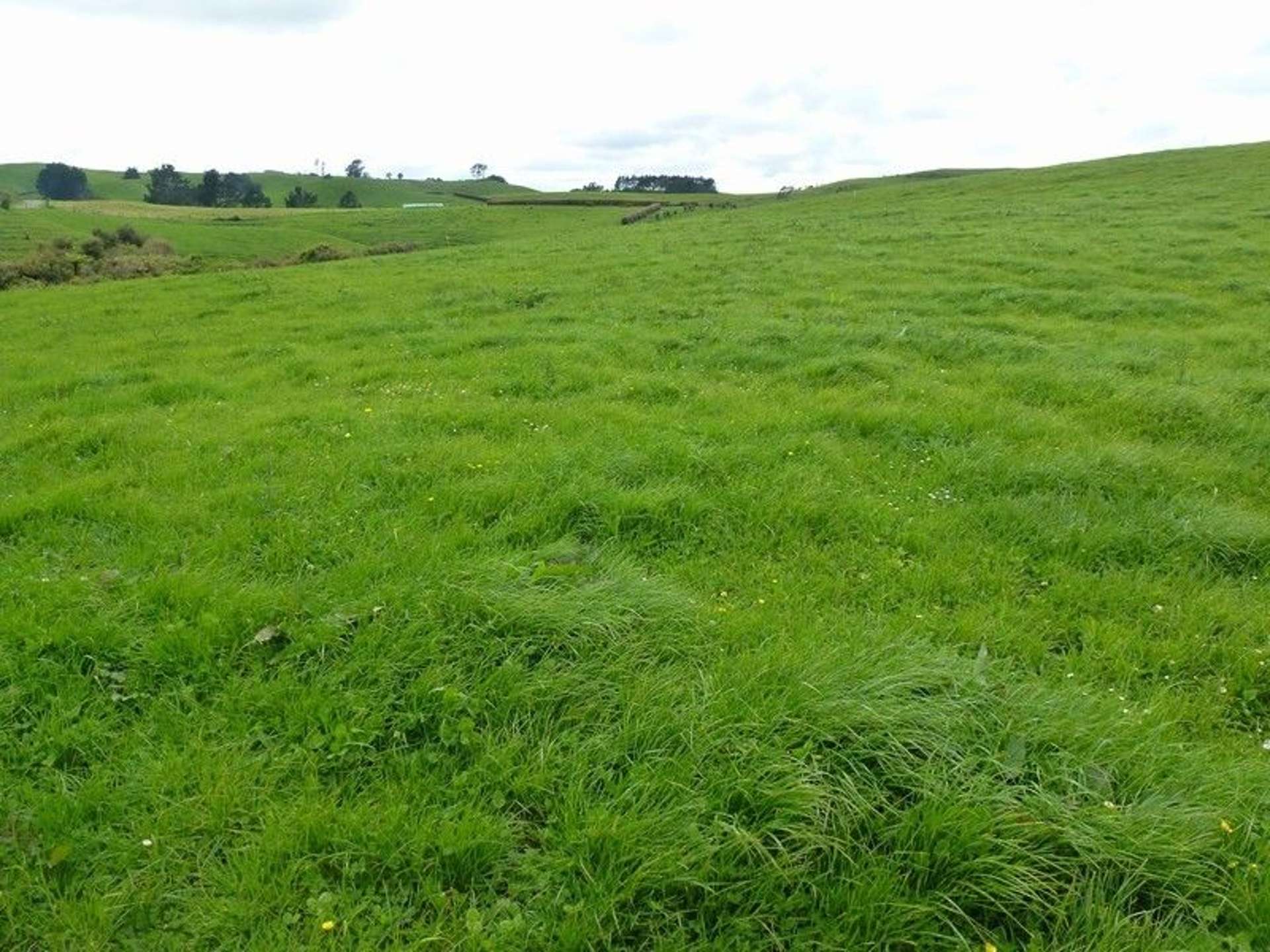 1265 Mountain Road Inglewood_0