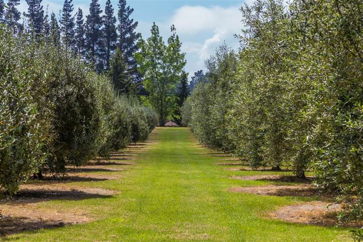 1123 Marshmans Road Balcairn_19