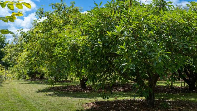 226 Snodgrass Road Te Puna_16