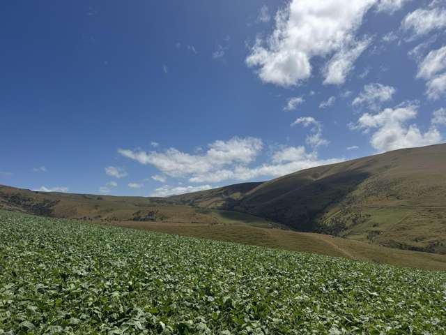 980 Moa Flat Road Moa Flat_3