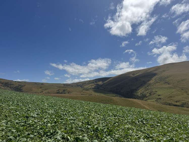 980 Moa Flat Road Moa Flat_3