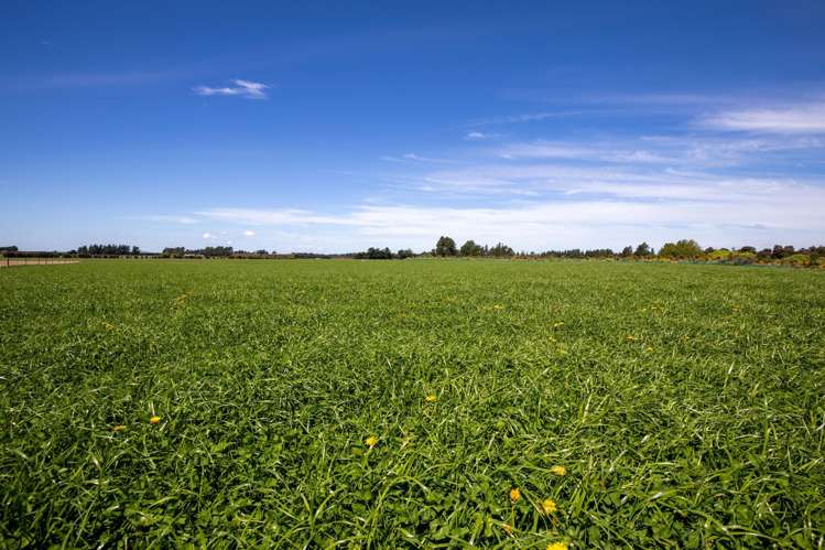 Kowai Road Springfield_7