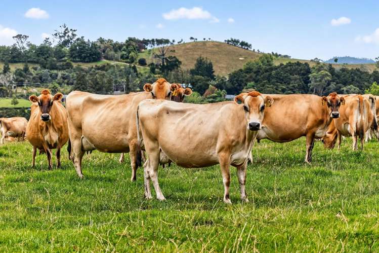 84 Adams Road Whareora_25