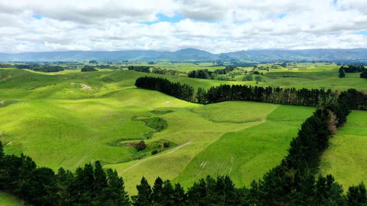 236 Tower Street Ormondville_13