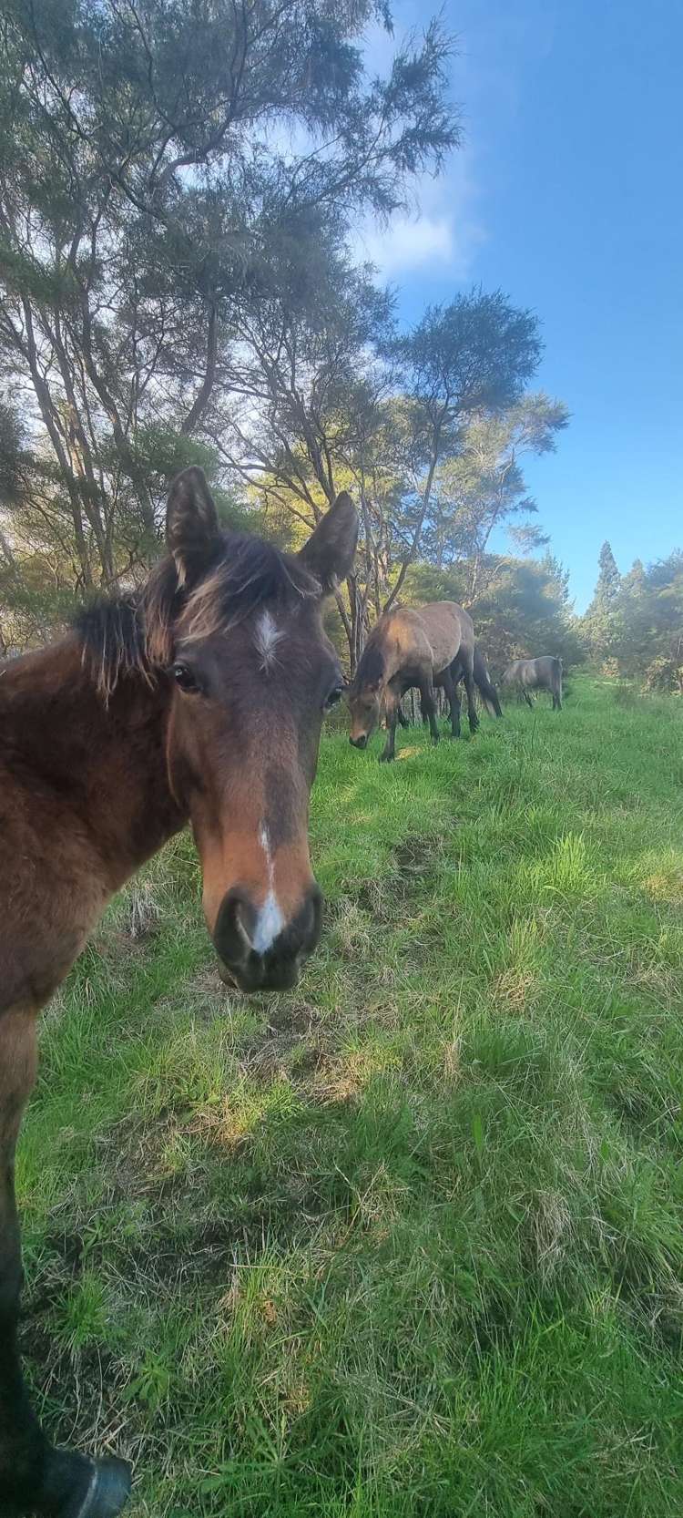 2877 State Highway 30 Rotoma_27