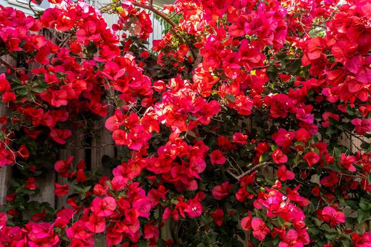 16H Lincoln Road Henderson_24