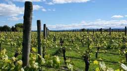 Prized Nelson wine brands on the market