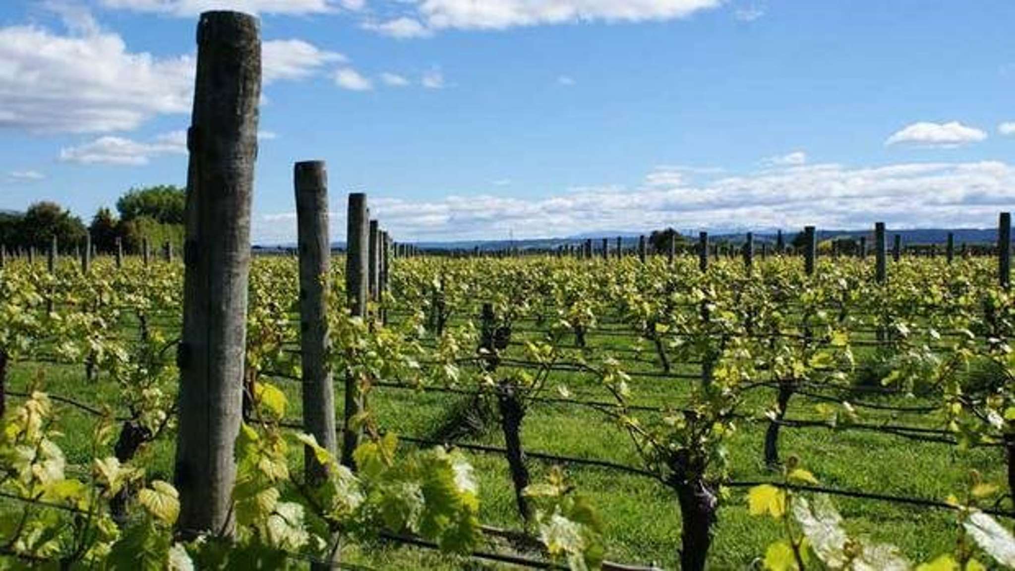 Prized Nelson wine brands on the market