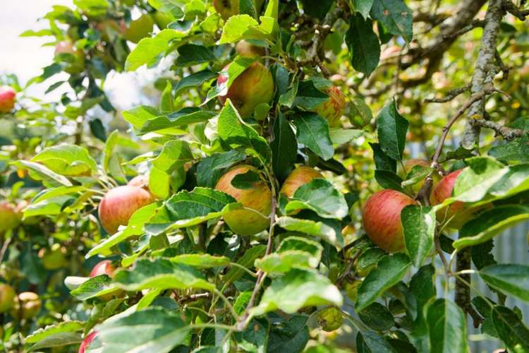 1235 Parnassus Road Ferniehurst_32