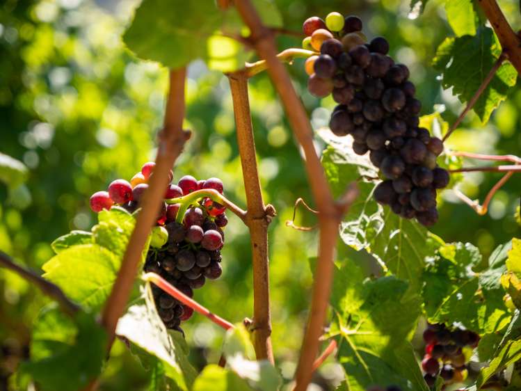 2116 Gibbston Highway Gibbston_9