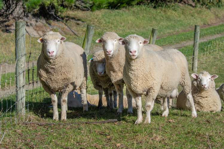 276 Pyramid Valley Road Pyramid Valley_23