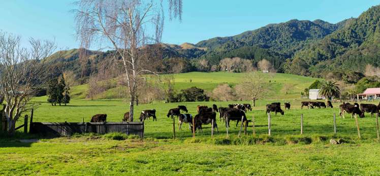 37 East Avenue Te Aroha_6