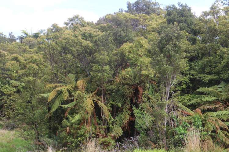 Opouteke Road Dargaville Surrounds_1