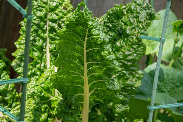 6a St James Avenue Helensville_35