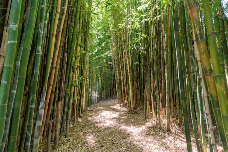 636 Kaitemako Road Welcome Bay_19