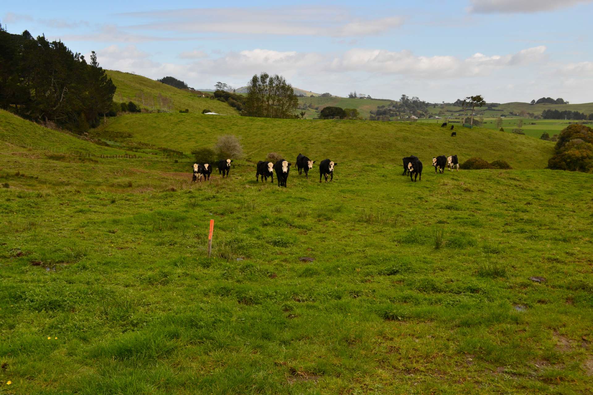 246a Kaipo Flats Road Onewhero_0