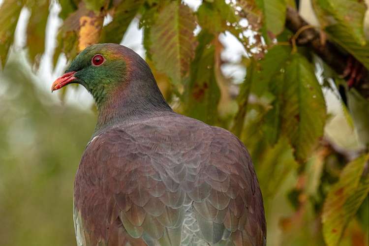 46 Bayview Crescent Duvauchelle_13