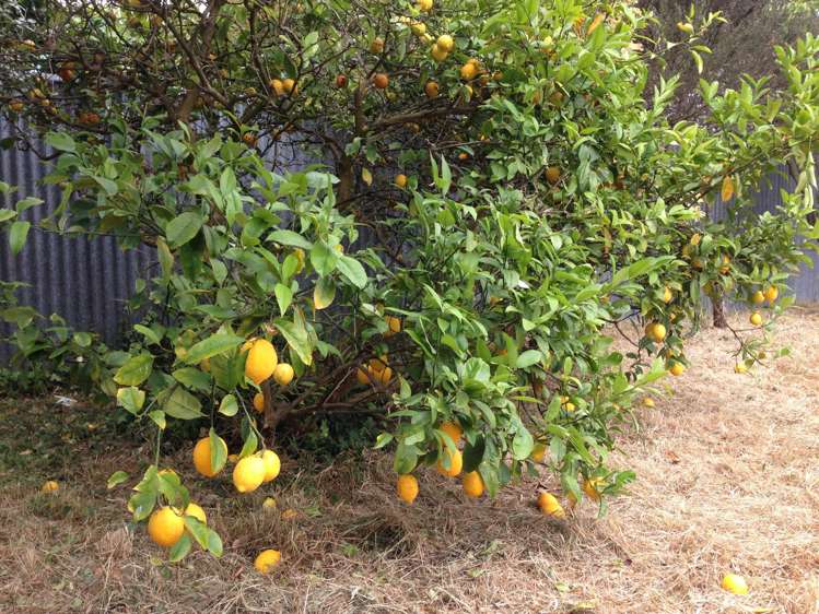 23b John F Kennedy Drive Milson_5