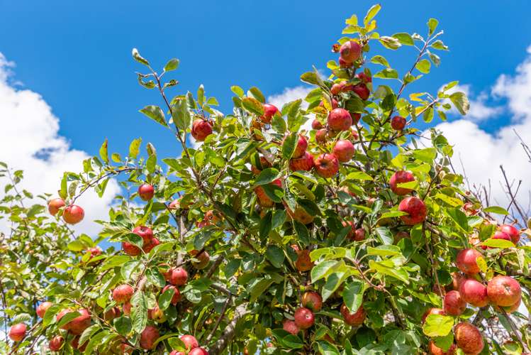 7 Margaret Street Levin_20