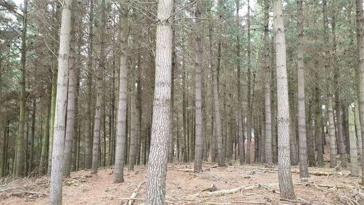 Tuapeka West Road Lawrence_7