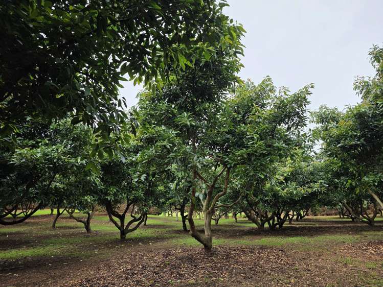 244 Beach Road Katikati_43