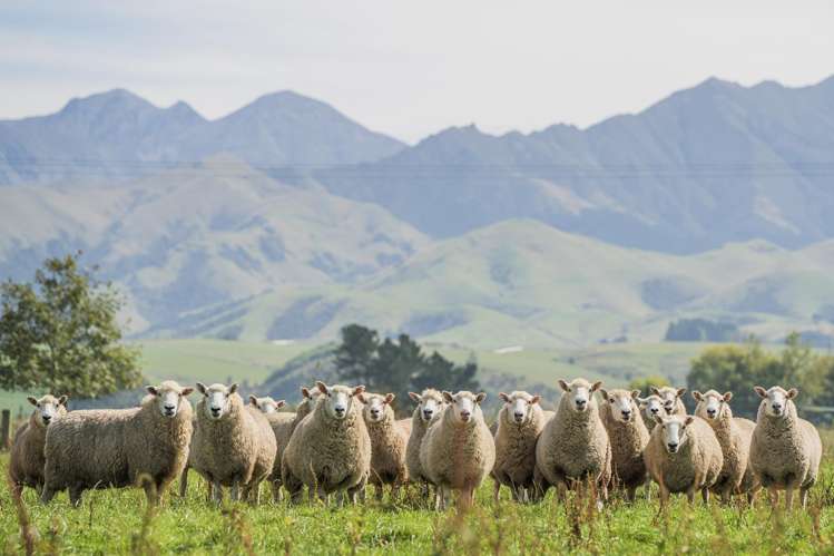 Tait Road Geraldine_11