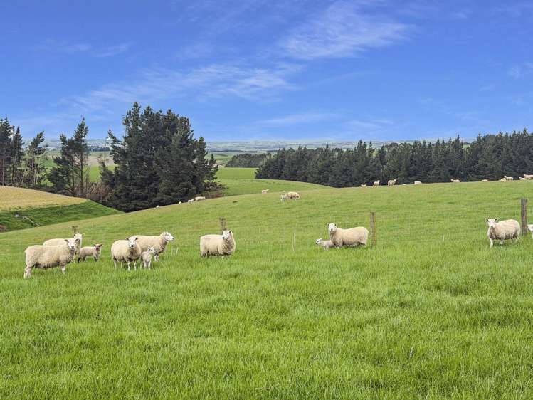 20 Carruthers Road Ashley Downs_5