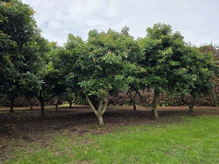 244 Beach Road Katikati_10