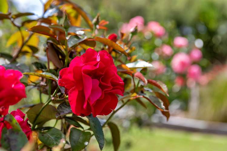 1187 Pipiwai Road Ruatangata_31