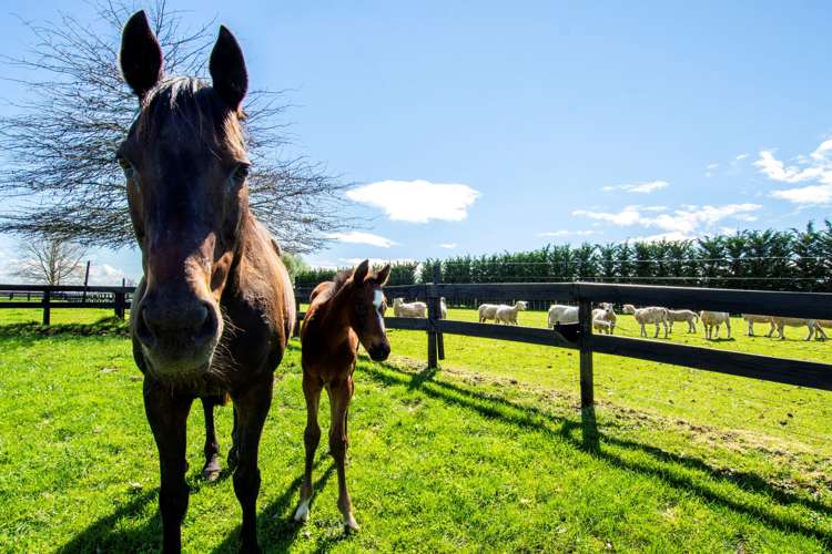 305 Taihoa South Road Matamata_8