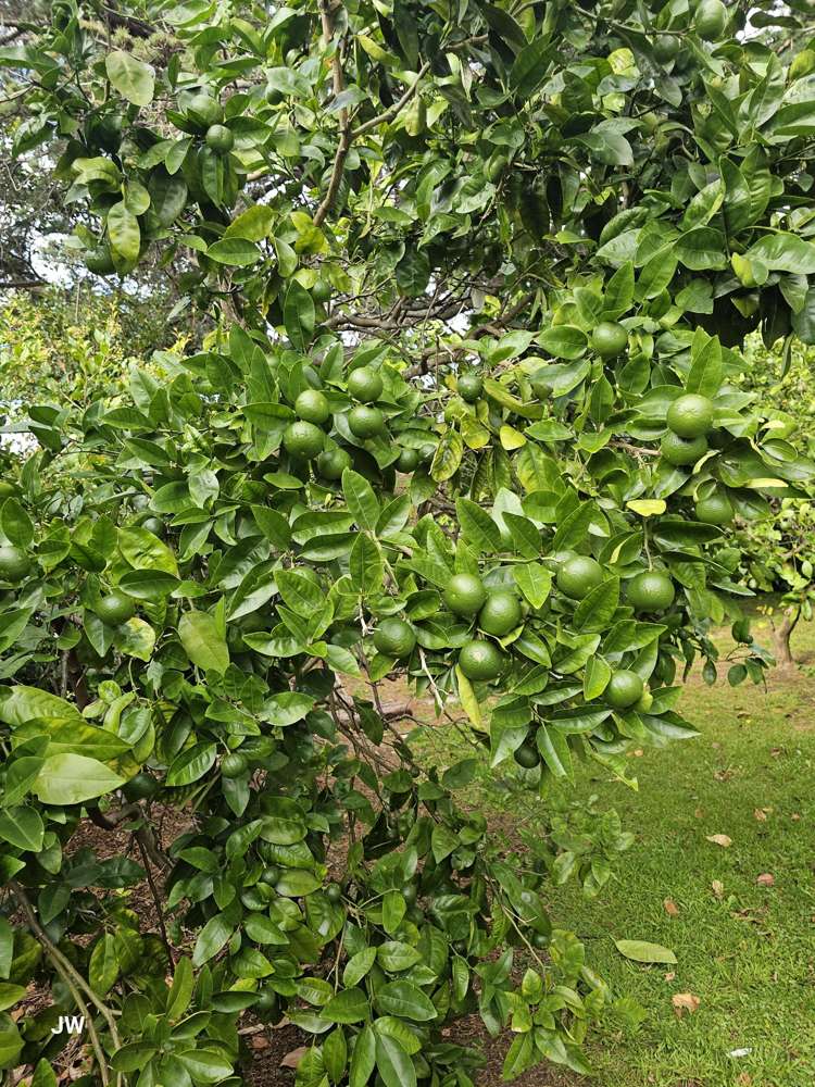 40 Zealandia Road Manly_21